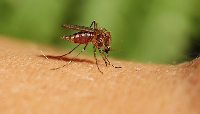 Două noi cazuri de West Nile, confirmate la o femeie şi un copil din Brăila