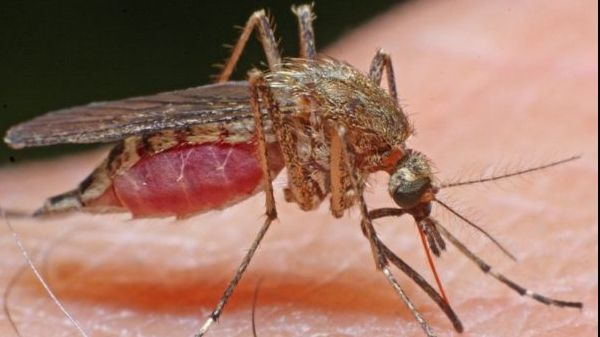 Cum să ţii insectele la distanţă. Trucuri spectaculoase