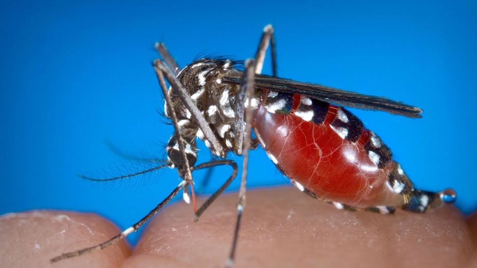 Cum arată țânțarul tigru purtător de virus West Nile. Infecţia poate ucide