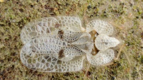 Tigrul platanului. Cât de periculoasă este, de fapt, insecta care îi terorizează pe bucureşteni