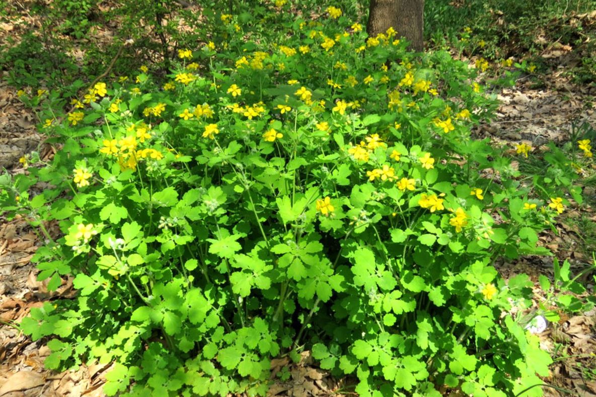 Planta care tratează cancerul. Cum trebuie să o foloseşti pentru benefcii maxime