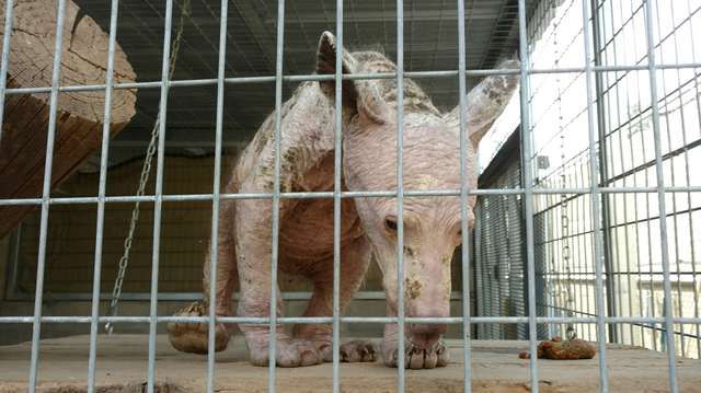 Au salvat un animal misterios. L-au crescut ca pe un câine, dar e ŞOC în ce s-a transformat