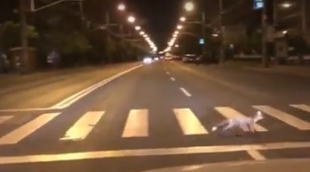 Imagini incredibile, vulpea trece strada ca un pieton 
