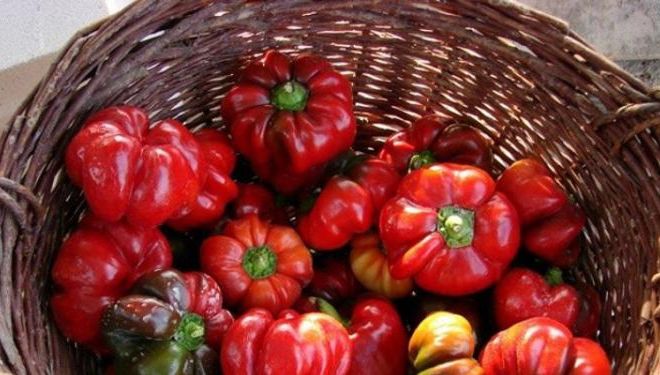 Cum să alegi cei mai buni gogoşari. Nu te lăsa păcălit!