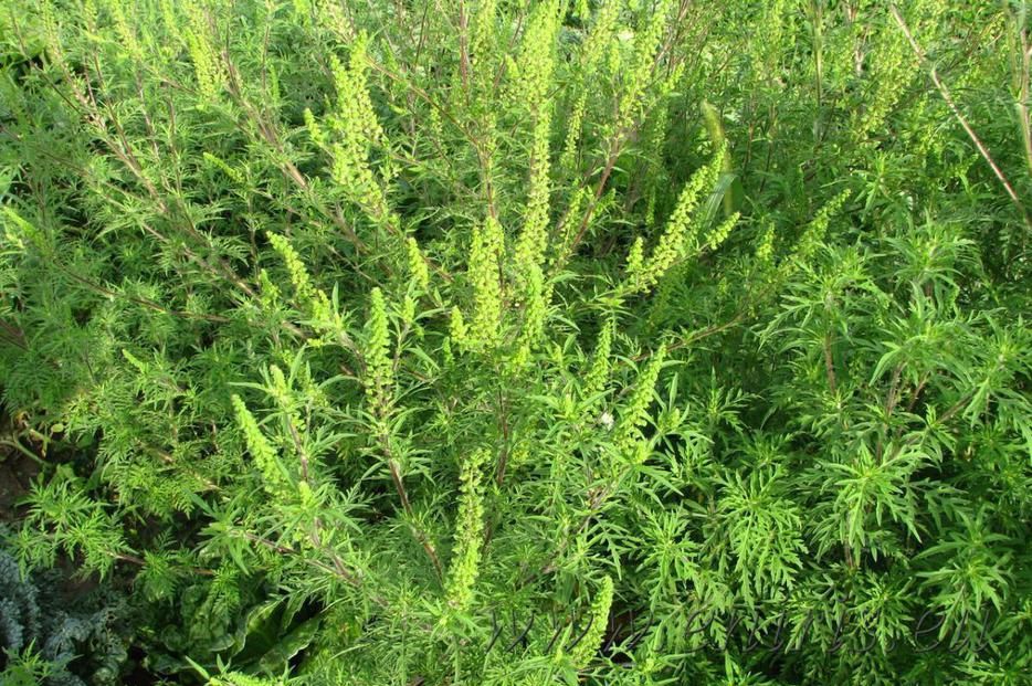 Sezonul alergiilor de toamnă. Ambrozia, cel mai mare duşman. Care sunt simptomele