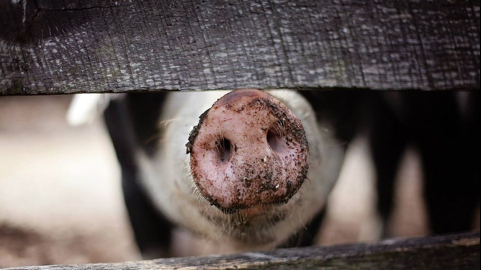 Ce nu știai despre pesta porcină. Se transmite sau nu la câini și pisici?