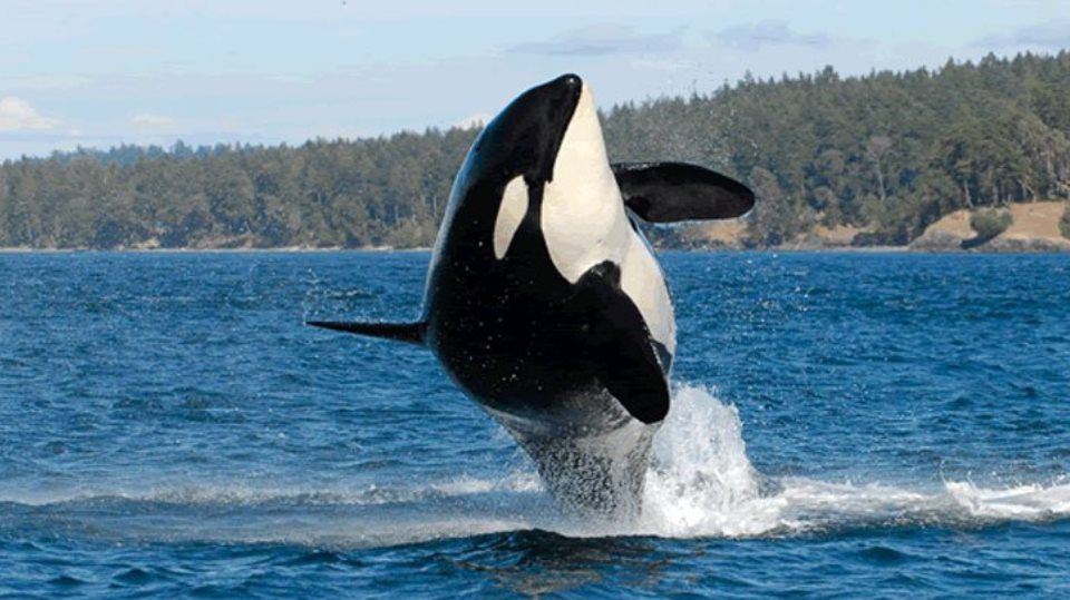 Dezastru ecologic: poluarea va ucide specii importante. Ce spun specialiştii 