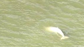 Eveniment extrem de rar: surpriză de proporţii în apele unui râu 