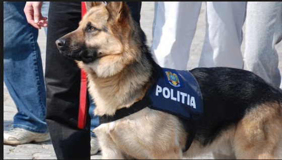 Animalele care au "lucrat la stat", îngrijite şi după pensionare. Senatorii, vot unanim pe proiect