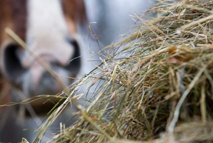 Dragostea în Evul Mediu. De ce mulţi dintre locuitorii Parisului făceau amor în grajd