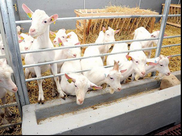 Autoritățile din Dolj, în gardă din cauza pestei micilor rumegătoare din Bulgaria