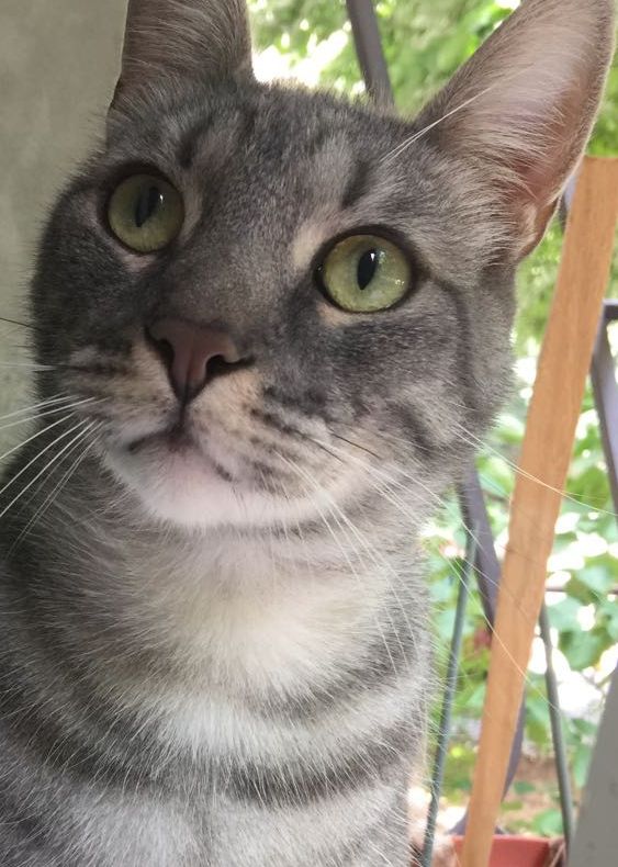 De ce se plimbă pisicile printre picioarele oamenilor?