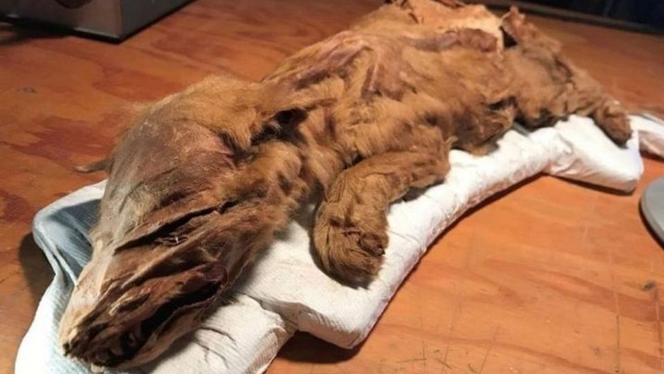 Cum arată fosila din Era Glaciară, descoperită în stare perfectă 