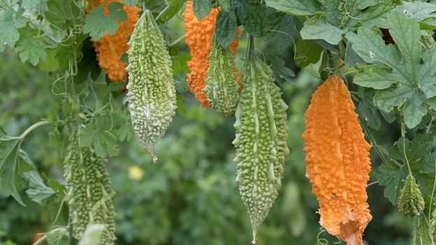 Leguma care luptă cu diabetul şi cancerul 