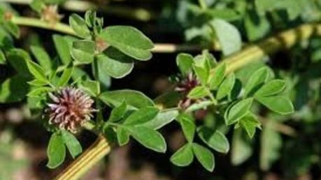 Planta care vindecă ulcerul gastric. Cum se foloseşte