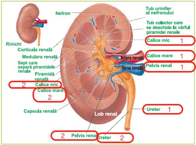 Încă un manual cu probleme: Biologia de clasa a VI-a. Inima și ficatul, puse greșit într-o poză