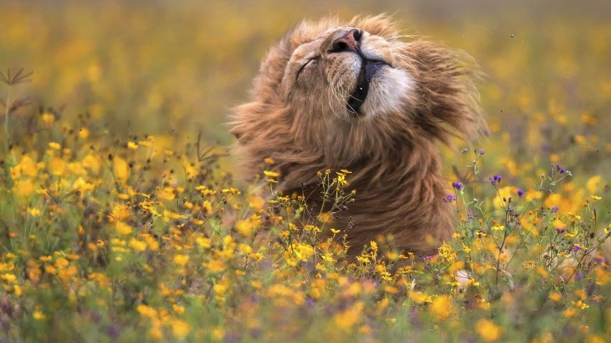 Videoclipul cumpărat de National Geographic cu o sumă colosală. Ce se vede în imagini