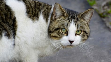 Pisica lui a adus acasă o pungă. Când au văzut ce era în interior, au încremenit 