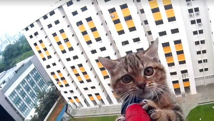 ATENŢIE! Ce trebuie să faci atunci când animalul de companie a căzut de la înălțime