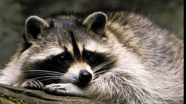 Imagini şocante: ratonul cade de la etajul 9! Surpriza a venit după... 