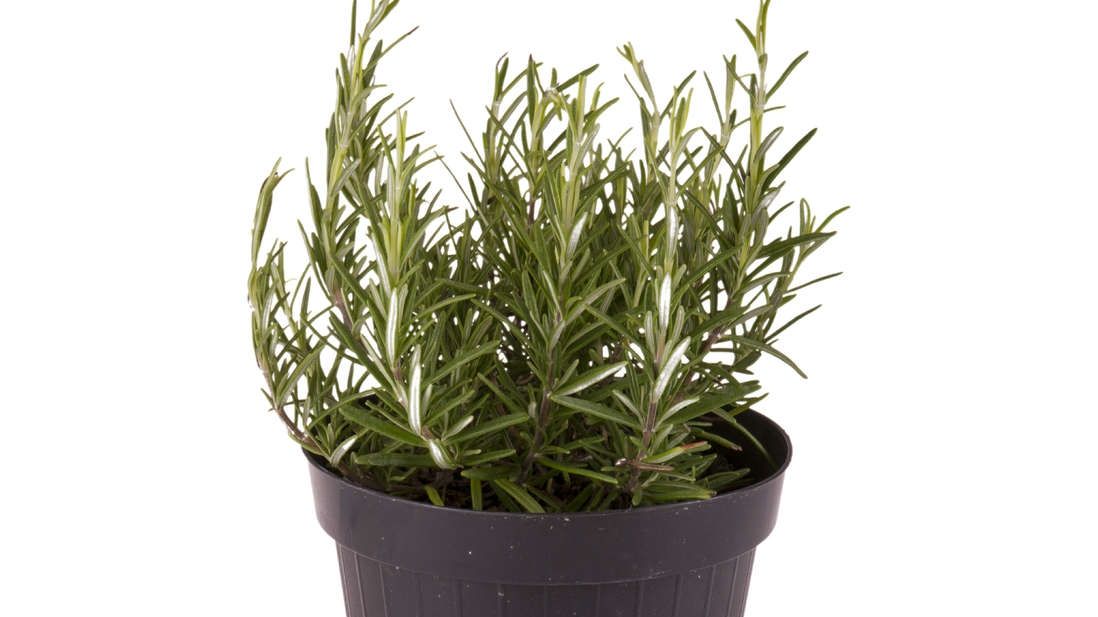 Plante aromatice pe care le poţi creşte în casă. Este extrem de simplu. Trucuri pe care nu le știai