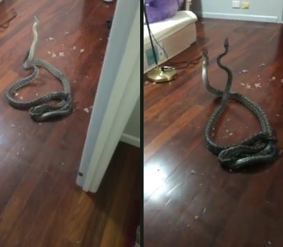 Alertă în județul Iași, 2 oameni au ajuns la spital mușcați de șerpi