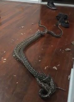 Șerpii au invadat mai multe gospodării din Mehedinți. Au intervenit jandarmii - ALERTĂ maximă