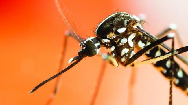 Încă o victimă făcută de virusul West Nile în România. Bilanţul deceselor 