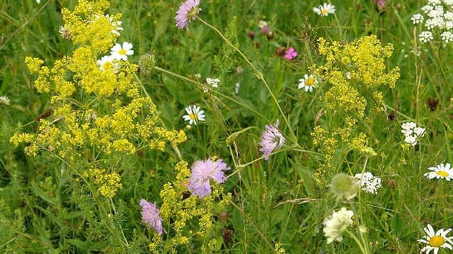Efectele florilor de fân asupra sănătăţii