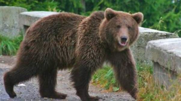 Când autorităţile recurg la cea mai simplă soluţie: un alt urs va fi împuşcat 
