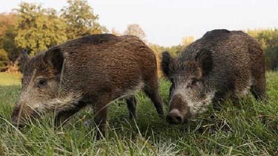 Invazie de mistreți la Oradea! Animalele sălbatice fac ravagii în curţile și livezile localnicilor. Oamenii sunt îngroziți