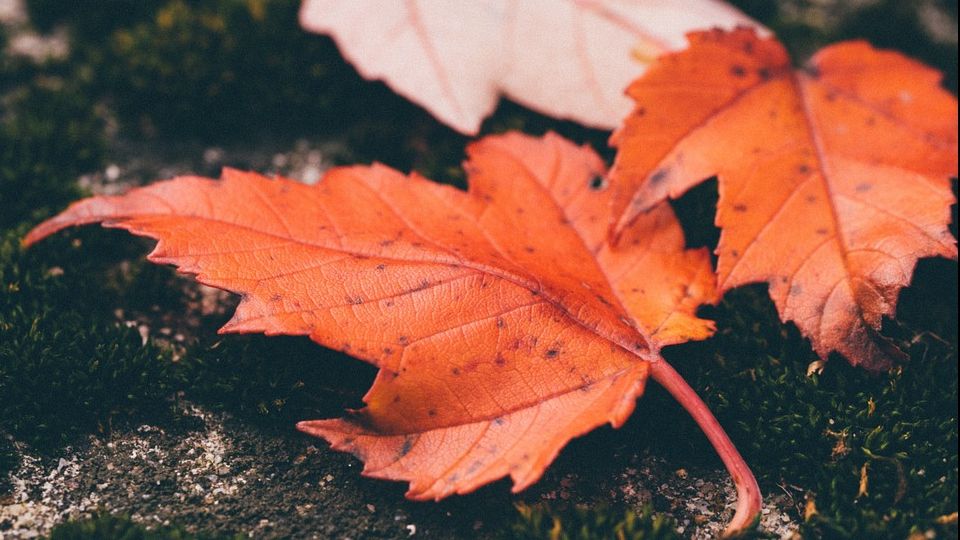 Prognoza meteo până în 8 octombrie. Ce temperaturi vor fi și cât de mult va ploua