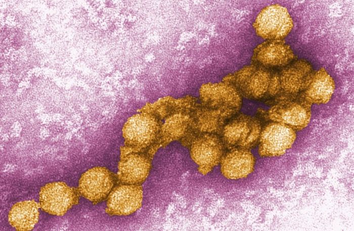 Virusul mortal care se răspândeşte global. 21 de decese în România anul acesta