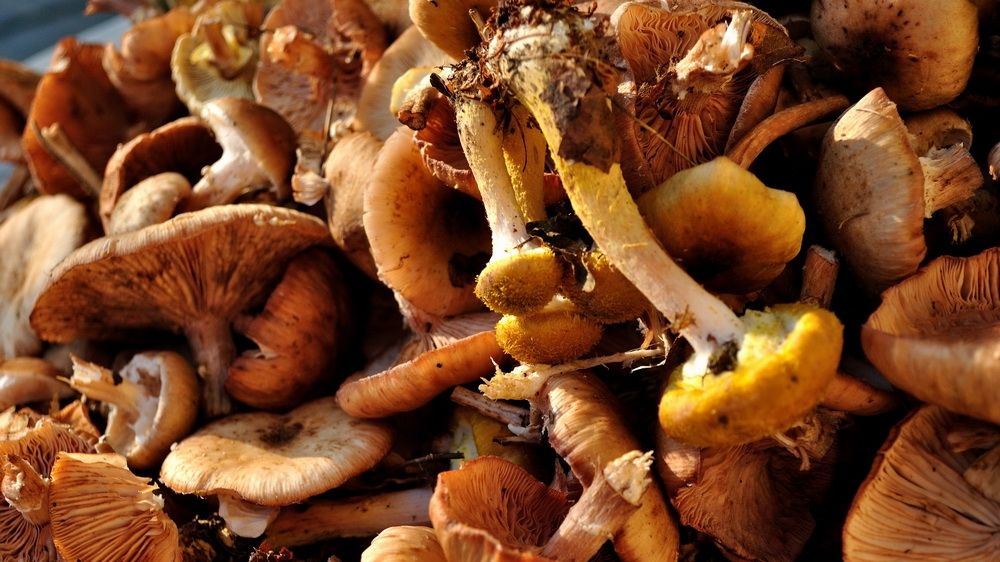 Ghebele, adevărat izvor de sănătate! Ce beneficii aduc organismului și de câte boli te feresc