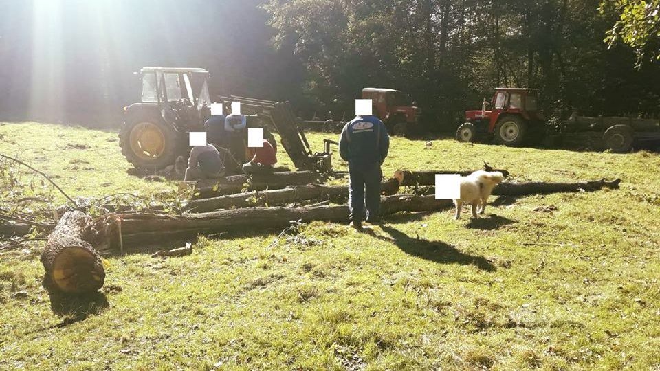 VIRAL. Jandarmii din Sălaj au anonimizat un câine prins la furat de lemne