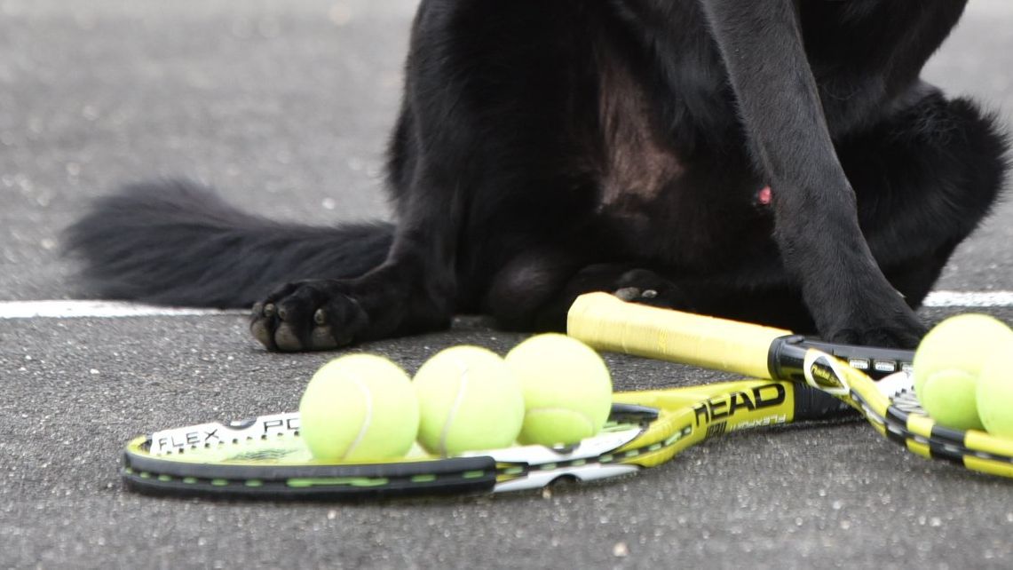 Mesaj emoţionant pentru Simona Halep de la campionul "la mirosit" 