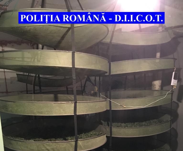 DIICOT a dat lovitura, droguri de peste 200.000 de euro, confiscate la Arad
