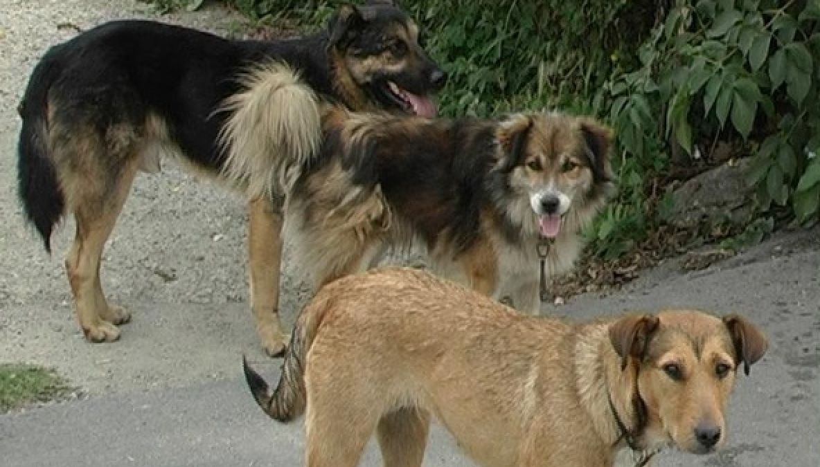 Cetățenii din Calafat sunt revoltați pe autorități. Ce-a pățit o fetiță