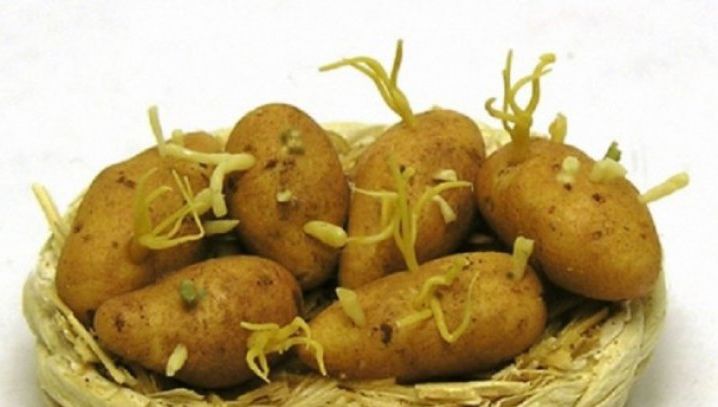 Cât de nesănătoşi sunt cartofii încolţiţi. Iată ce substanţă conţin. Nu o să mai mănânci niciodată