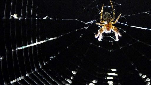 I-a ars casa din temelii, încercând să omoare păianjeni. Ce a declanşat incendiul a şocat