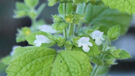 Ceai de liniştire a sistemului nervos. Licoarea care face minuni pentru organism