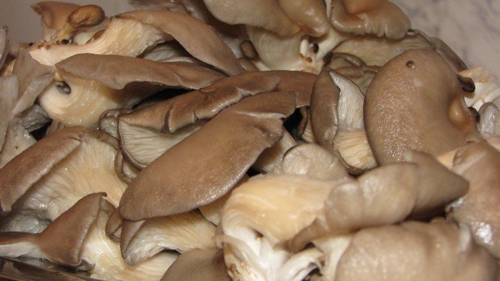 Ce sunt, de fapt, ciupercile PLEUROTUS. Se găsesc şi la noi în magazine. Mai cumperi?