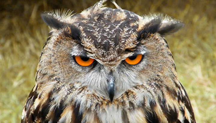 Ce înseamnă când auzi o cucuveaua cântând. Este mai rău decât crezi!