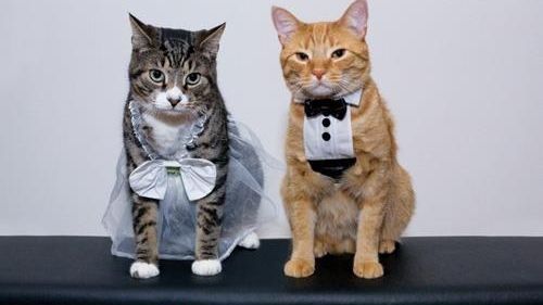 Cea mai bizară dezinformare a lui Dragnea. Șeful PSD și ”Fake News-ul” căsătoriei om-animal