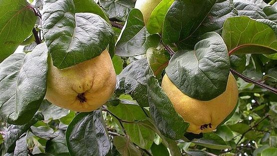 Păstrează peste iarnă frunzele de gutui. Au proprietăţi fantastice pentru sănătate