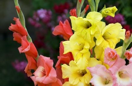 Trucuri pentru creşterea gladiolelor. Cum să ai cele mai frumoase flori 