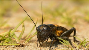 O nouă polemică în manuale: cum a fost modificat "greieraşul" lui Topârceanu