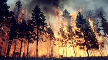 Incendiu de pădure în Masivul Făgăraş. Zeci de pompieri mobilizaţi 