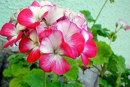 Cum să tratezi reumatismul cu flori de muşcată