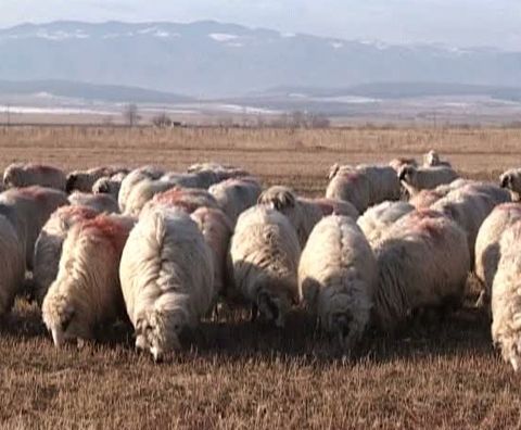 Dezastru, după pesta porcină a apărut şi boala oii nebune
